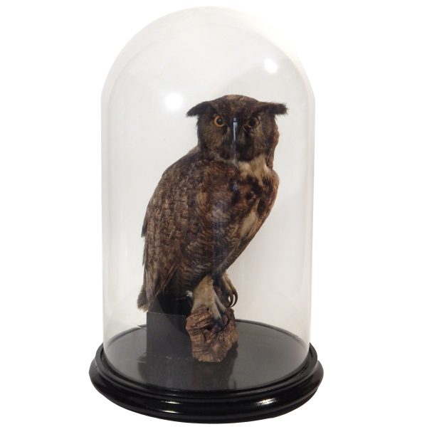 Taxidermy Owl