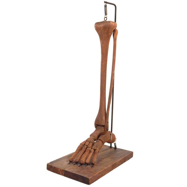 Wood Sculpture of Lower Leg & Foot Bones