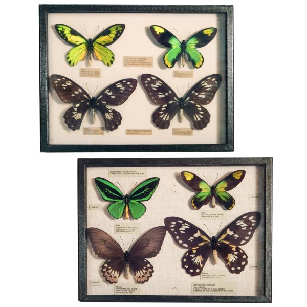 Butterfly Shadow Boxes